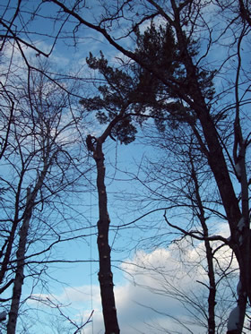 Projects completed by Burman Land and Tree Company | Orrington Maine | Tree Assessment and Consultation, Dutch Elm Disease Specialist and Vegetation Management.