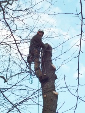 Projects completed by Burman Land and Tree Company | Orrington Maine | Tree Assessment and Consultation, Dutch Elm Disease Specialist and Vegetation Management.