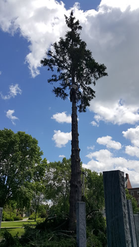 Projects completed by Burman Land and Tree Company | Orrington Maine | Tree Assessment and Consultation, Dutch Elm Disease Specialist and Vegetation Management.