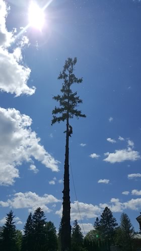 Projects completed by Burman Land and Tree Company | Orrington Maine | Tree Assessment and Consultation, Dutch Elm Disease Specialist and Vegetation Management.